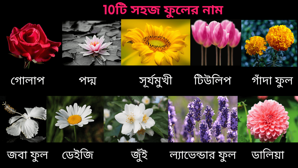 Tulip Flower Meaning In Bengali Best Flower Site