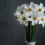 daffodils gfd6738511 640 min